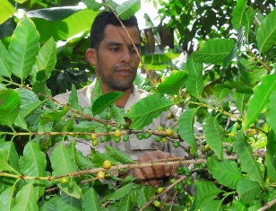 Maisí café