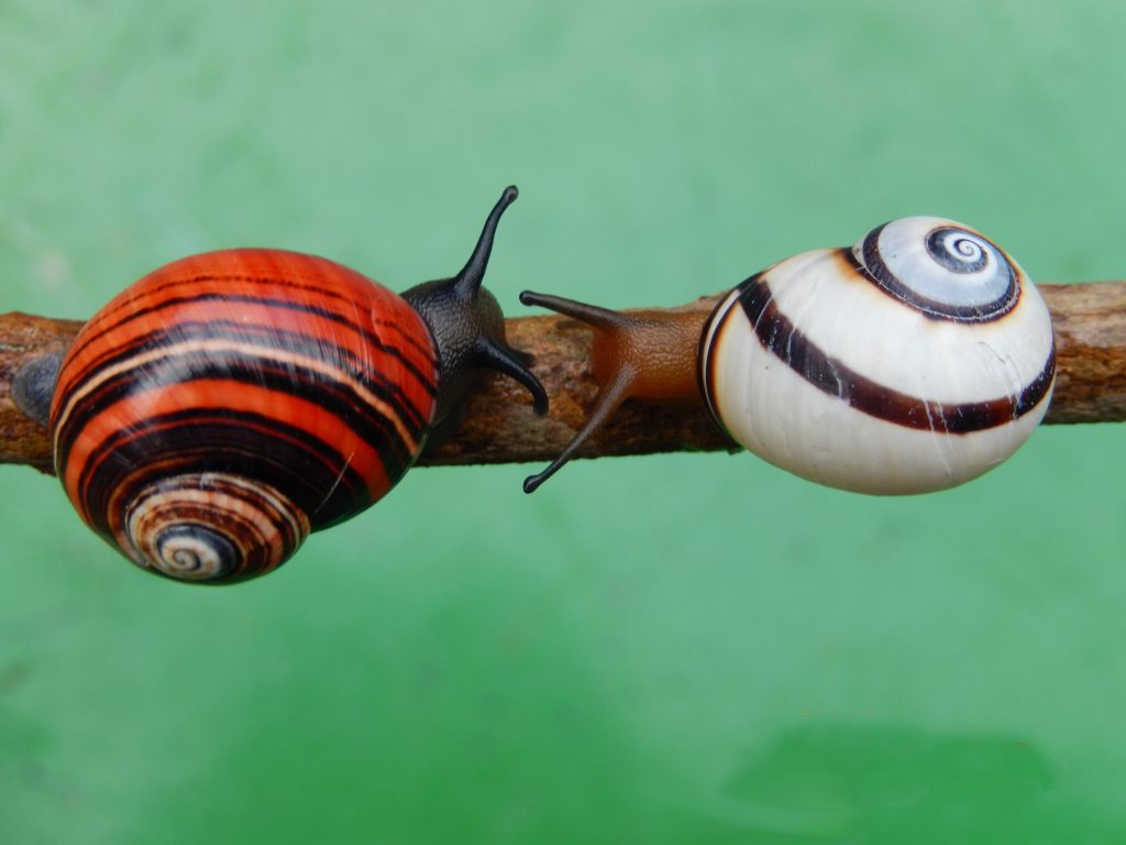 polymita picta