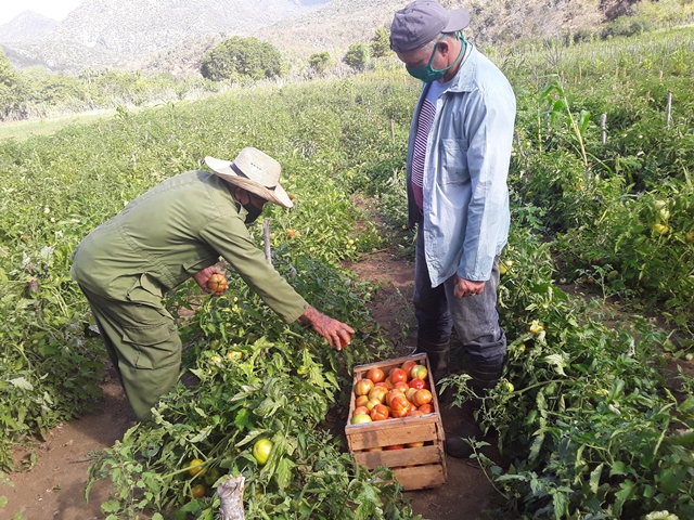Imías riego agrícola 1