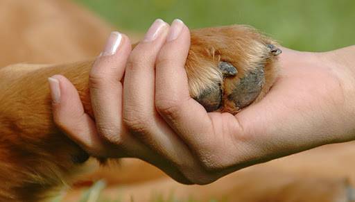decrteto ley beinestar animal