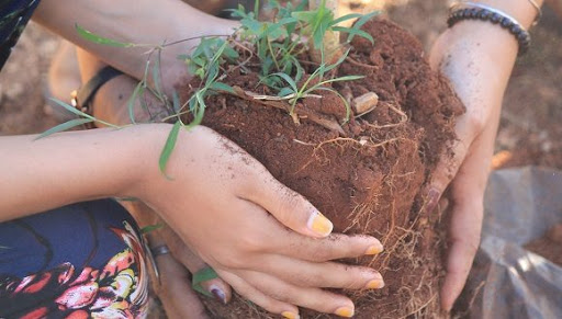 plantar un arbol