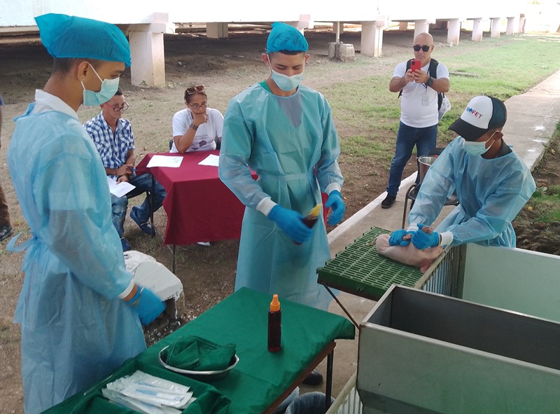Practica castracion
