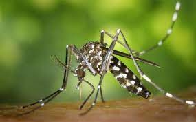 mosquito incremento