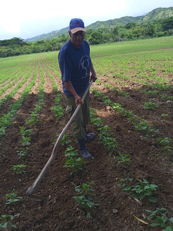 frijoles cultivo valle 1