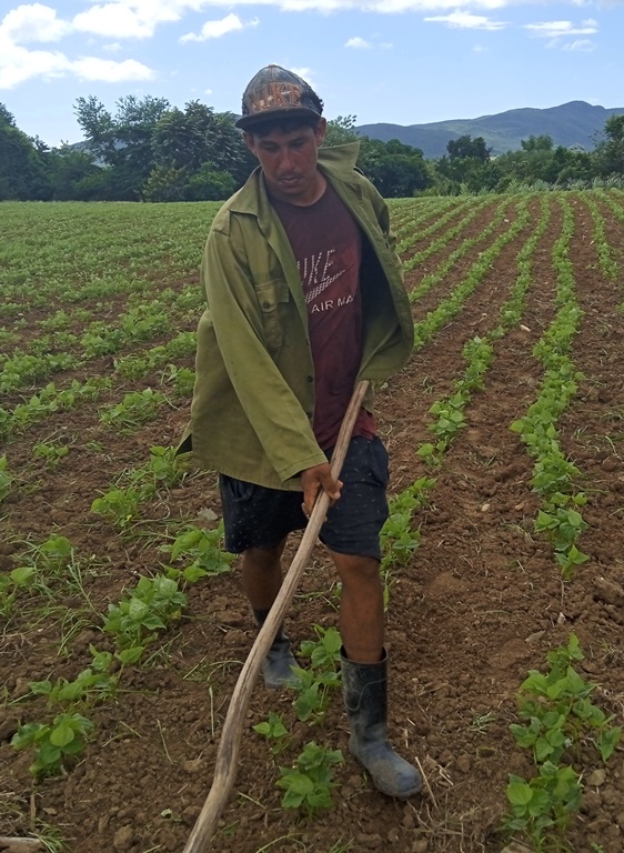 frijoles cultivo valle 2