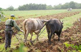 agricultura