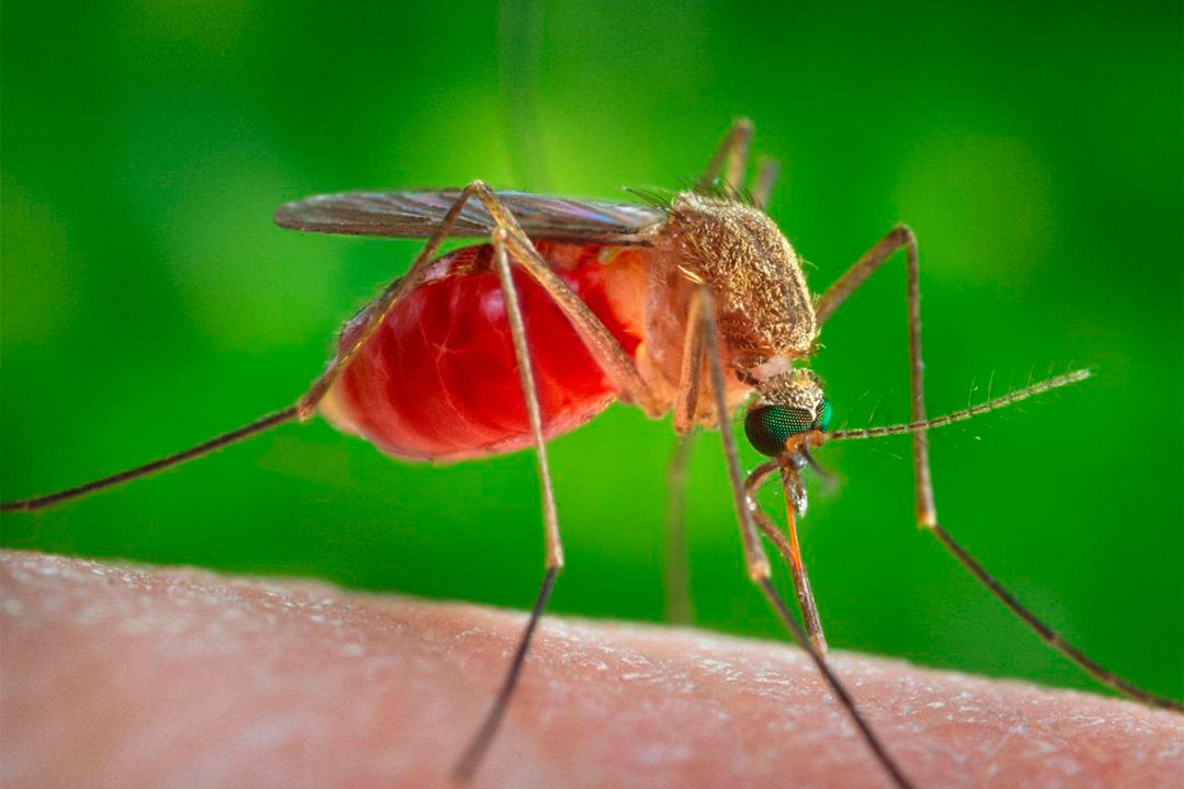 culexmosquito