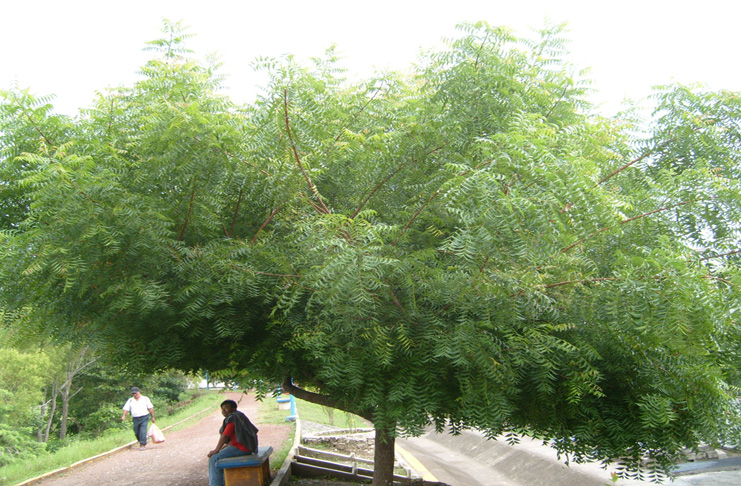Foto árbol del Nim cabeza listo