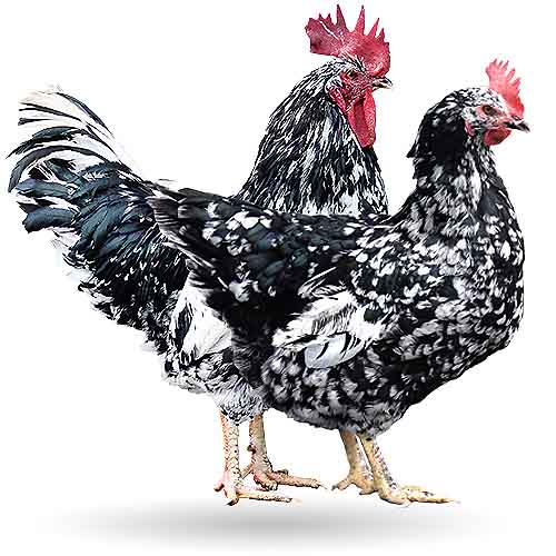 gallo gallina