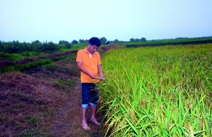 2609 arroz