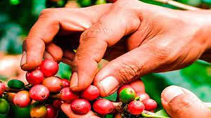 cafe cosecha