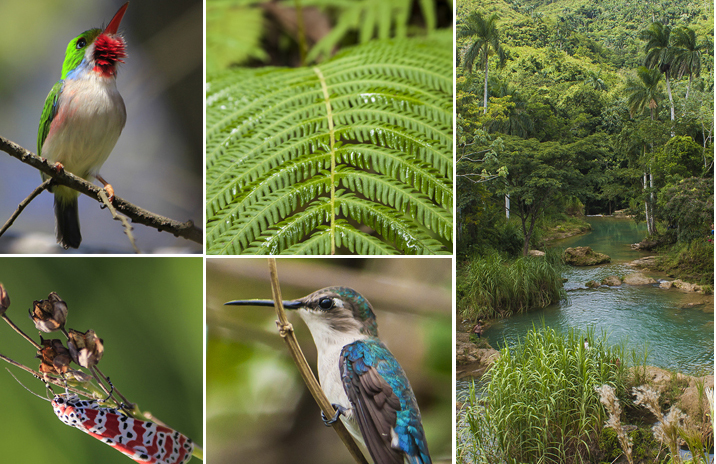 0528 biodiversidad cuba