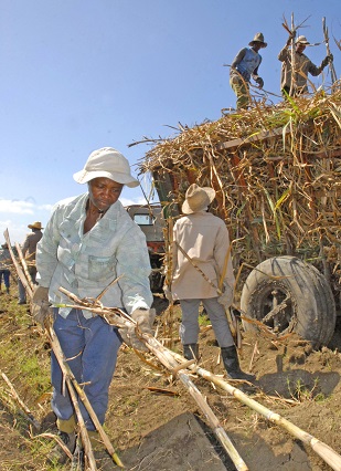 Siembra de caña