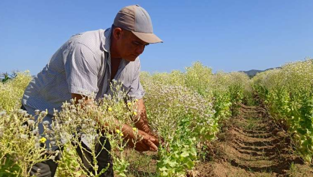 portada agric