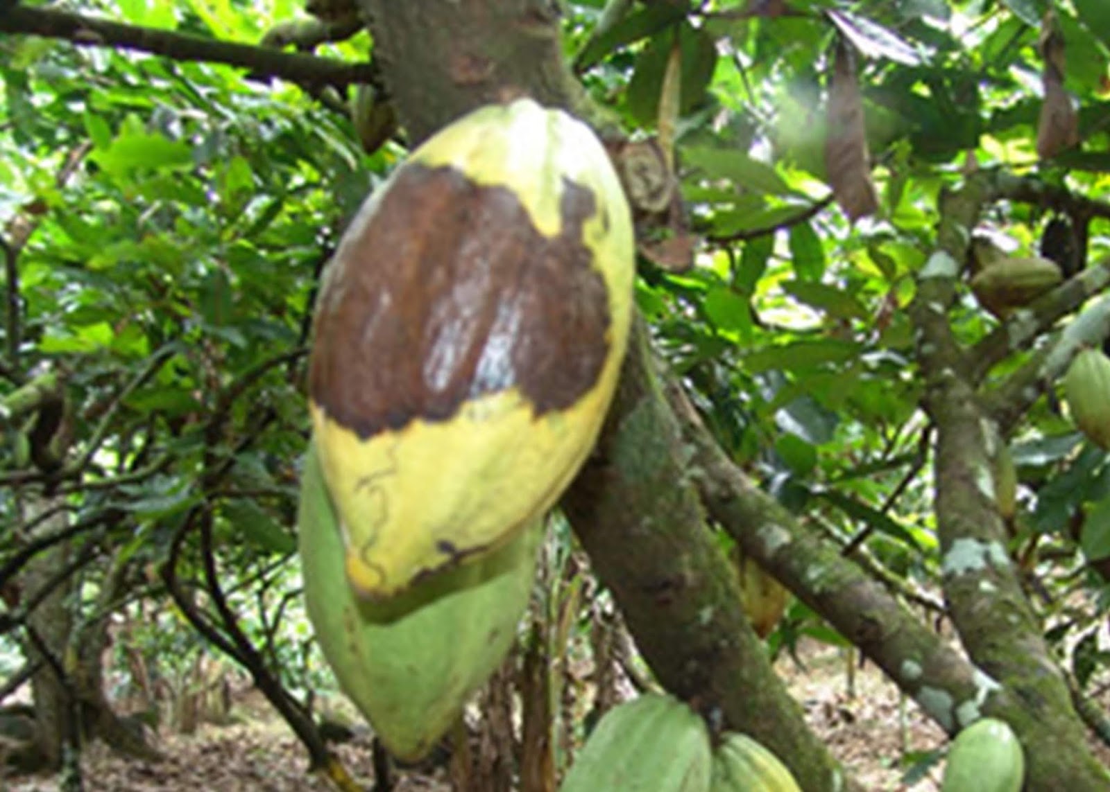 mazorca negra