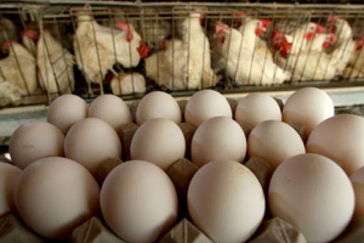 huevos producción