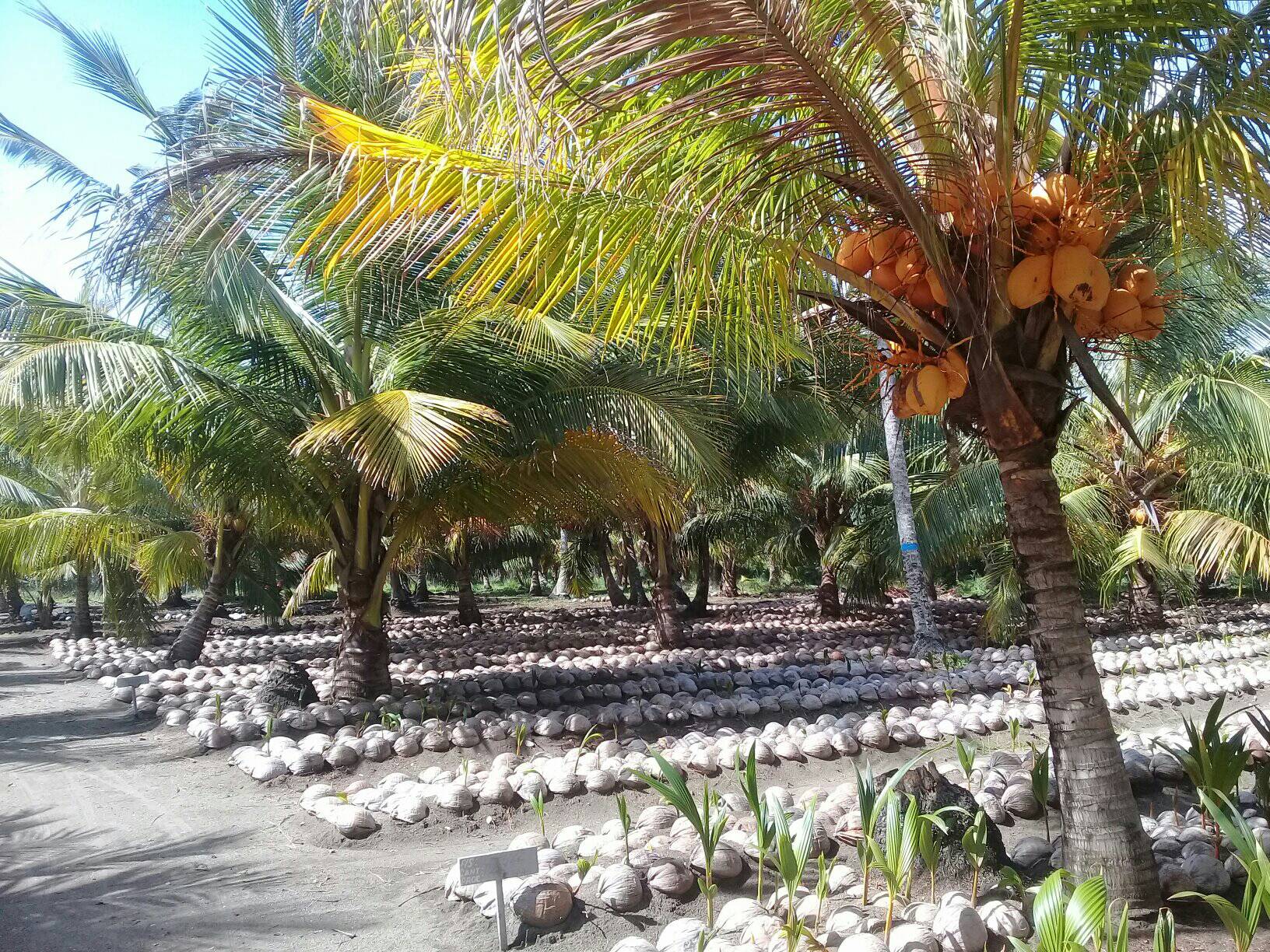 visita baracoa coco6