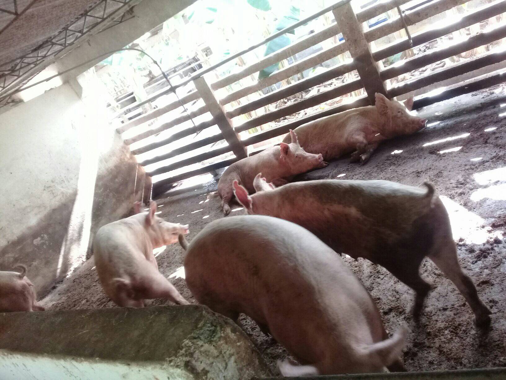 visita baracoa puercos ccpcc4