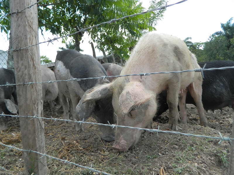 1cerdo