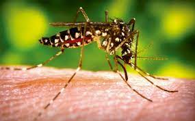 aedes aeiti