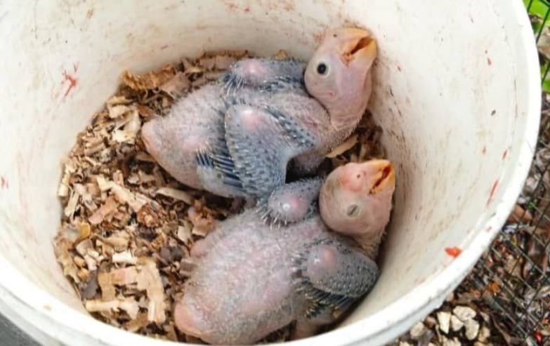 Reportan nacimiento de cotorras