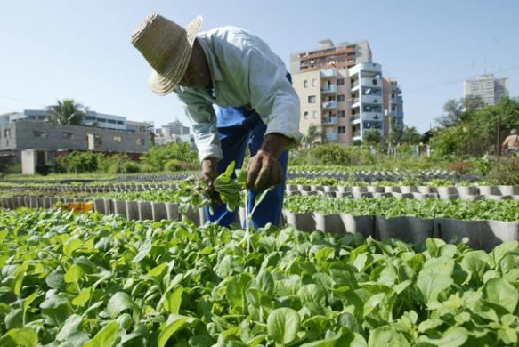agricultura urbana03