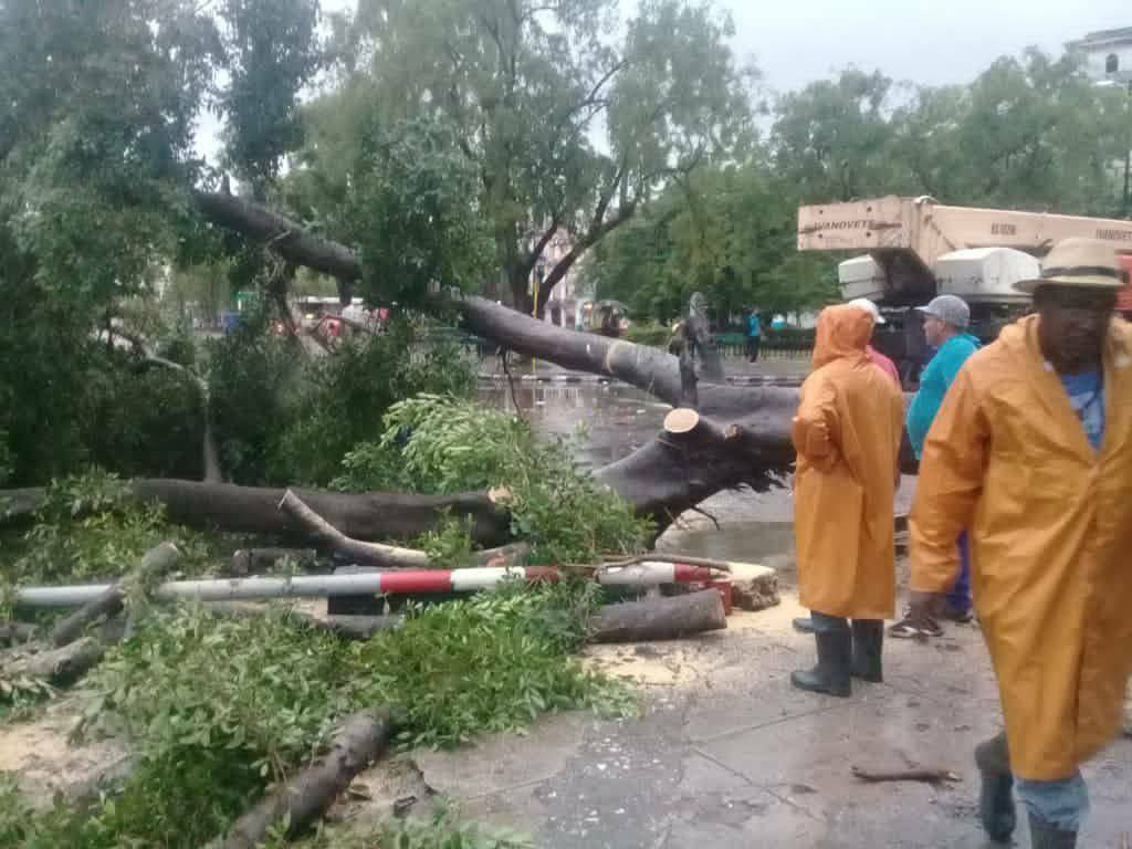 caida del arbol 3