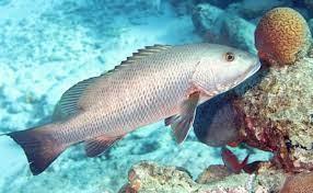 peces pot tóxico