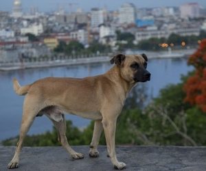 animales03 1 300x250
