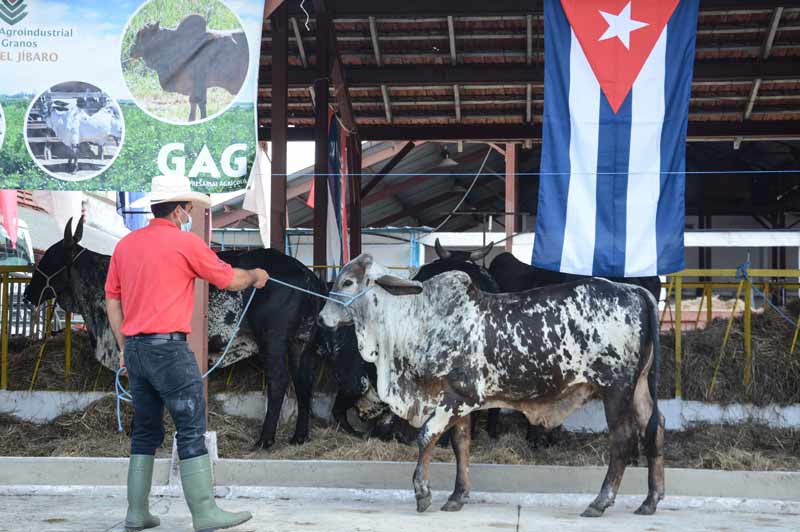 0504 feria agropecuaria