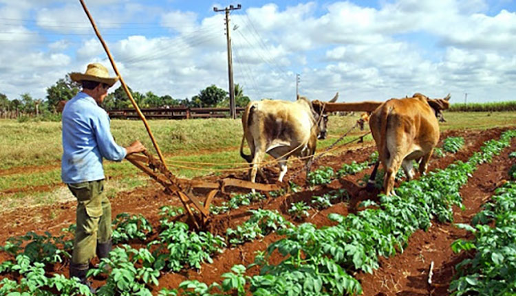 campesinos tierra
