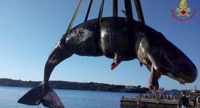 ballena