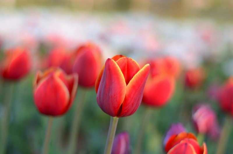 flores