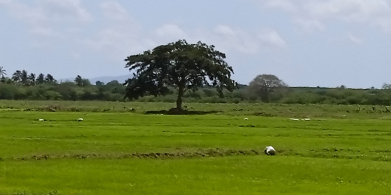 reportaje tierra bendecida 4