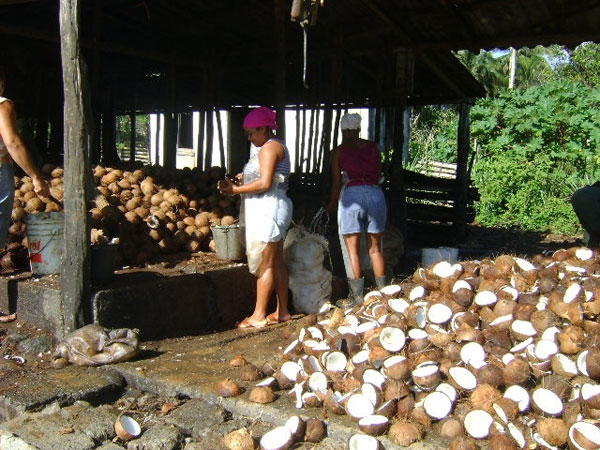 1fábrica de aceite de coco Baracoa