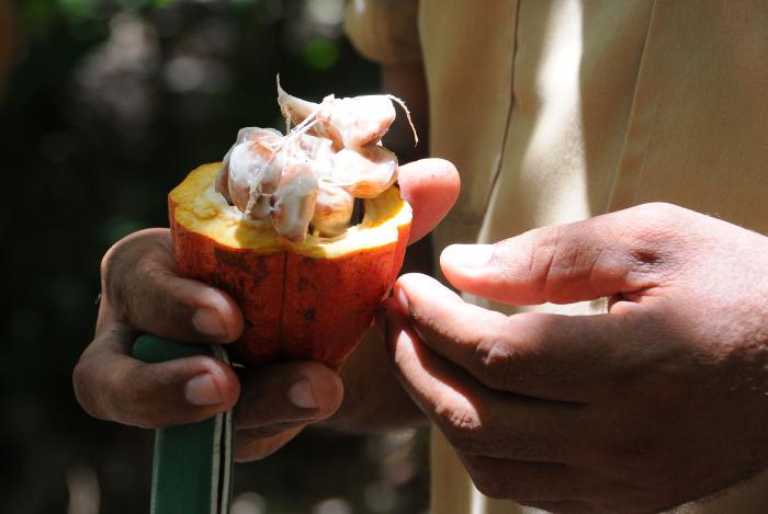 baracoa cacao chocolate