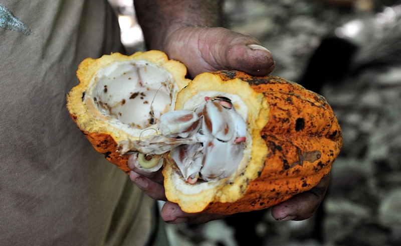 cacaco Baracoa