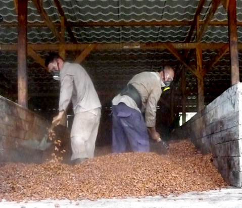 cacao baracoa cosecha