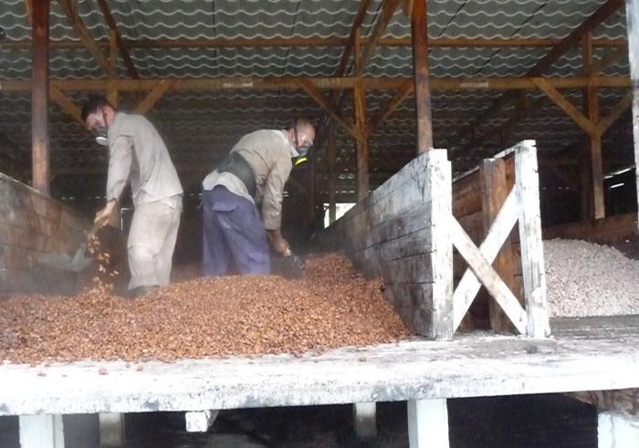 cacao plataforma fermentacion