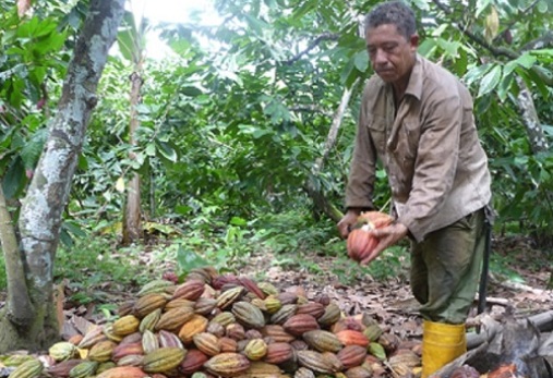 cacao portadaJPG
