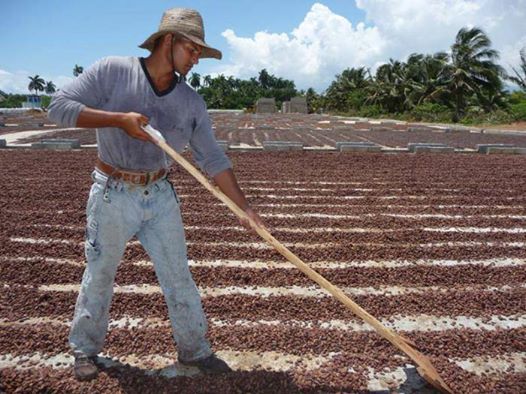 cacao produccion