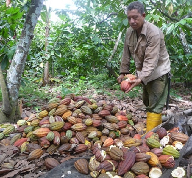 cacao produccionJPG