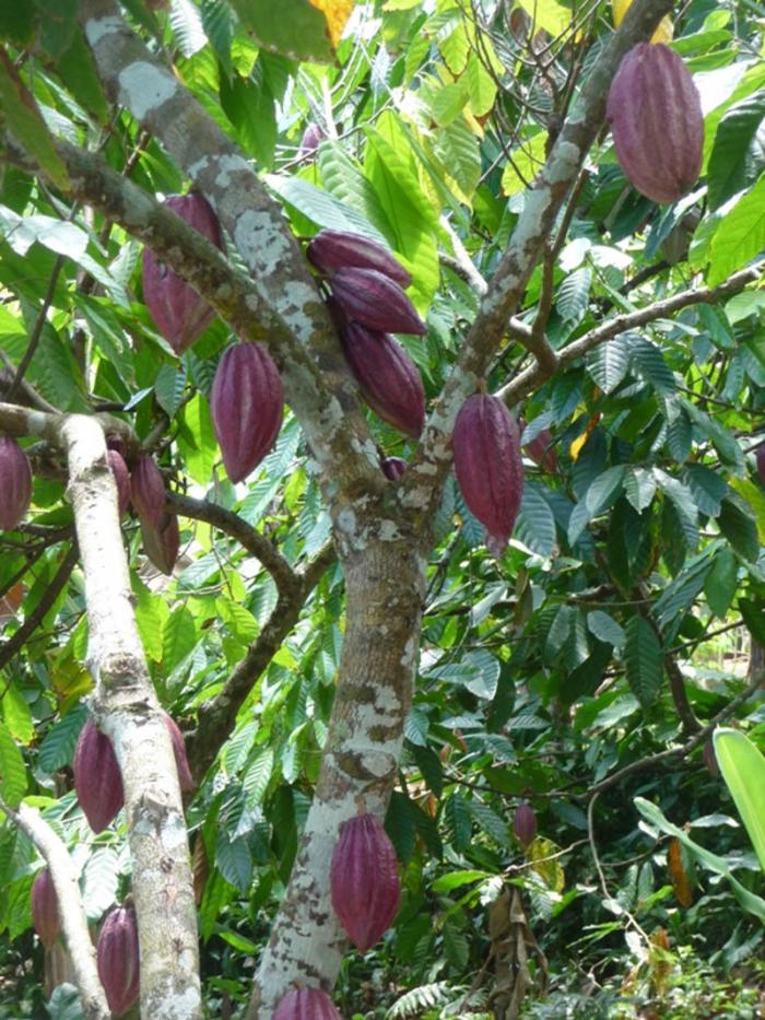 cacao produccion baracoa