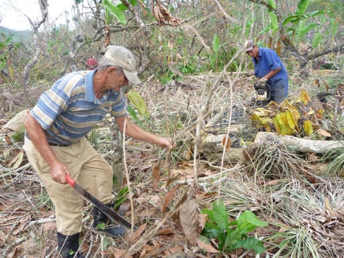 cacao recuperacion