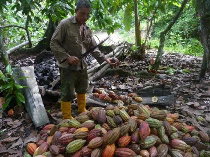 cacaotero