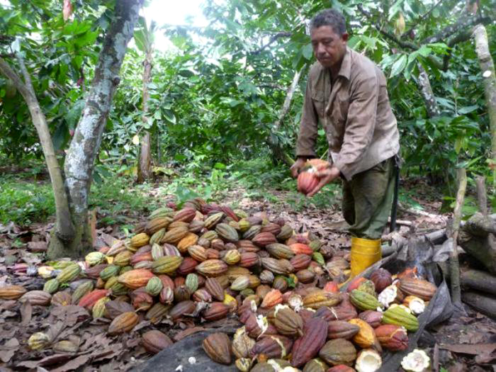 cosecha cacao baracoa