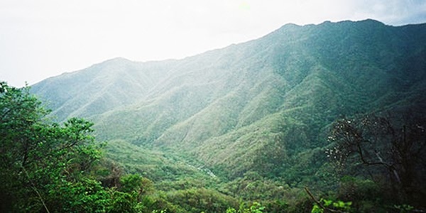 cuchitoa