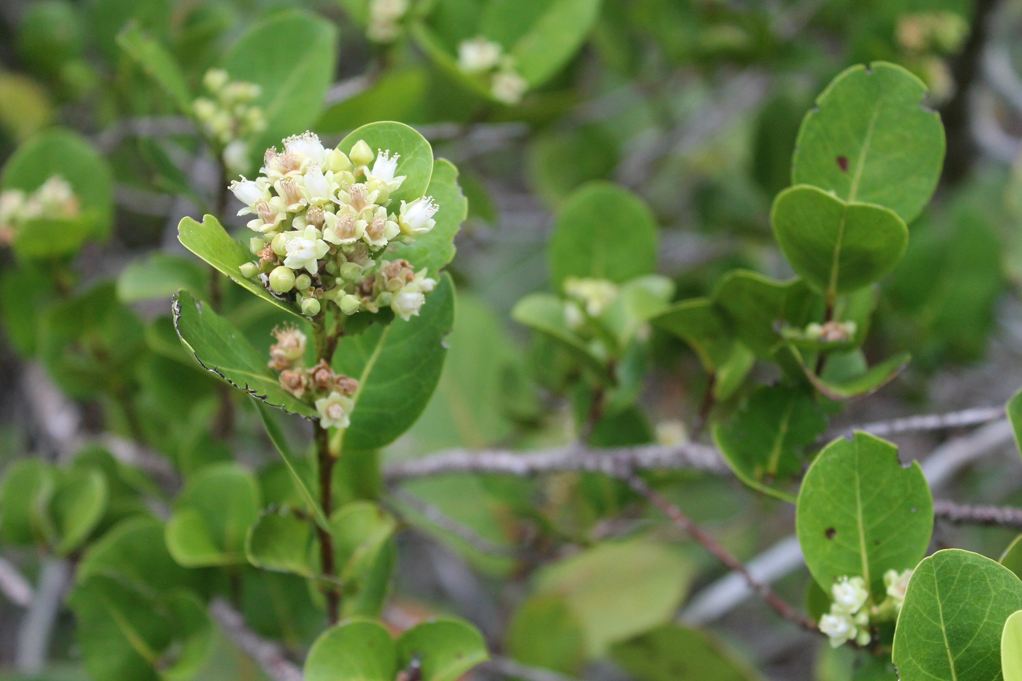 flores del hicaco