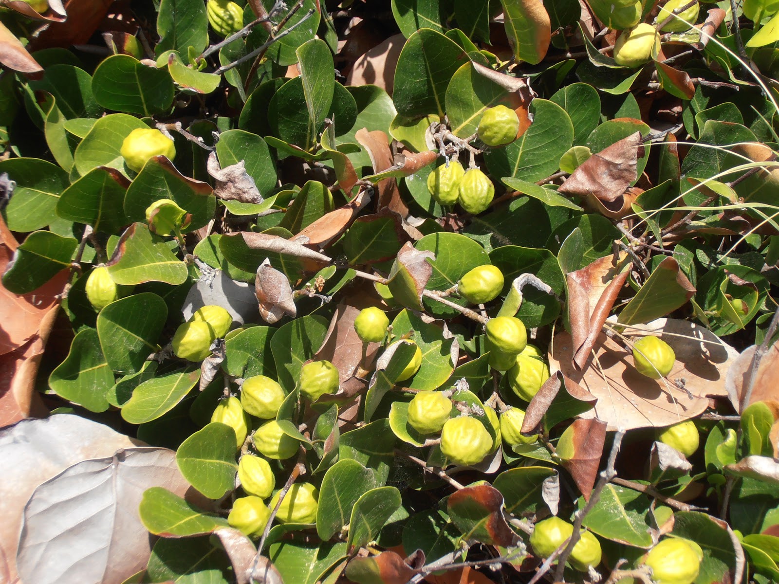 frutos del hicaco