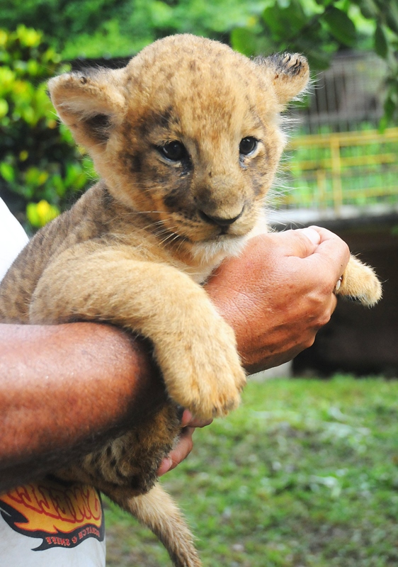 1 leoncitos